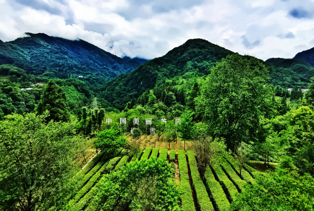 峨眉雪芽：书写“世界名山名茶典范”的东方传奇