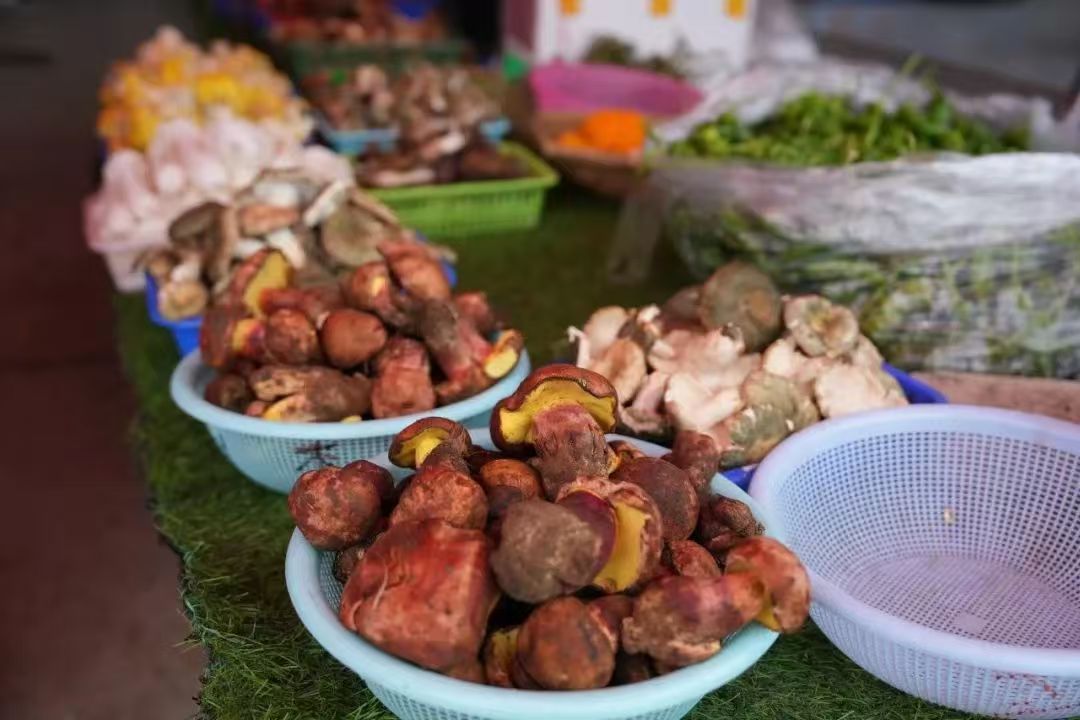 云游 | “菇勇者”出发！“野生菇菇”邀你来云南开启寻菌之旅~