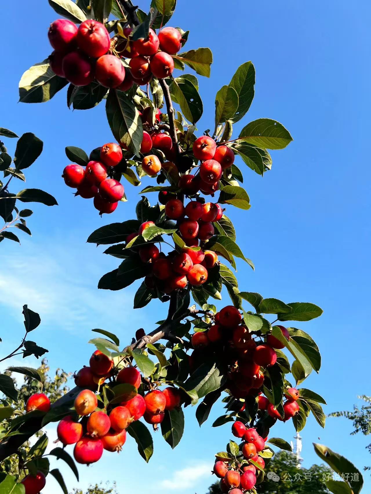 【一剪梅 · 海棠情思】