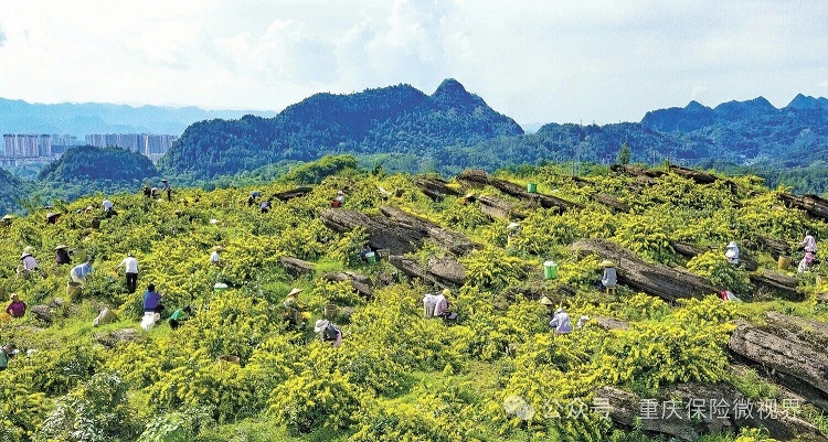 在重庆市东南边陲的秀山县，一片片山银花海在武陵山腹地的阳光下熠熠生辉。作为“武陵药都”和“中国山银花之乡”，秀山县将山银花这一中药材瑰宝作为群众增收致富的主导产业，大力扶持，使其规模跃居重庆市第一、全国前列。在这片充满希望的土地上，人保财险以保险为笔，结合现代科技手段，绘制了一幅产业保障与乡村振兴交相辉映的壮丽画卷。