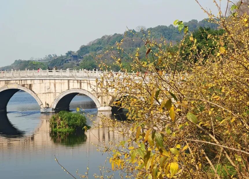 西部园林展区拍大片腊梅林；巴渝园以红墙、青瓦为背景，腊梅为前景，拍古风美照；环湖沿线，拍腊梅与湖水、重云塔同框的画面 。