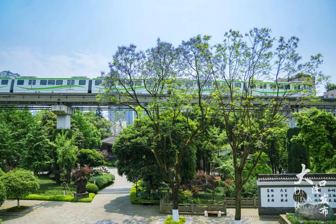 蓝花楹开，满城皆是温柔这段时间大渡口的蓝花楹迎来盛花期一簇簇蓝紫色花朵在街头、公园绽放与蓝天、白云相映成景为五月的大渡口街头铺展梦幻紫韵画卷